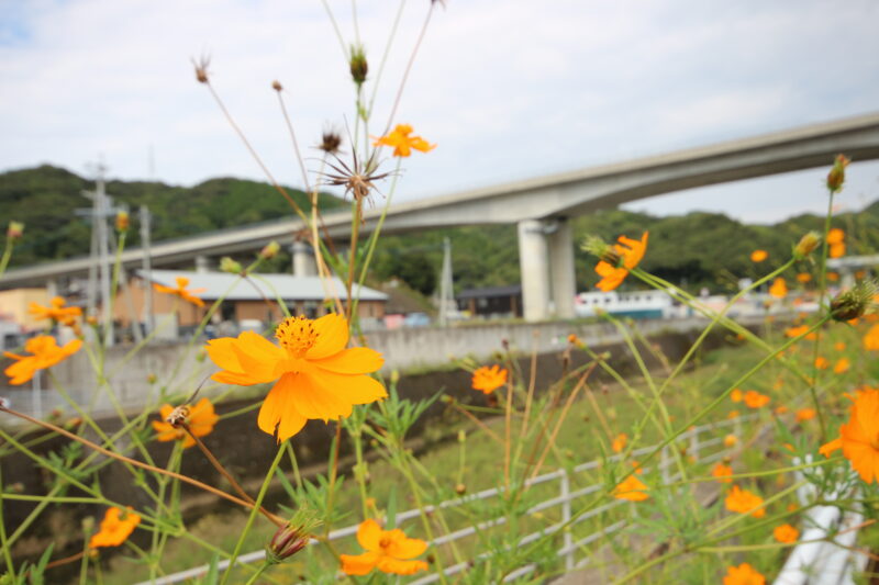 秋を感じる写真